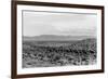 Cattle Drive through Desert-Hutchings, Selar S.-Framed Photographic Print
