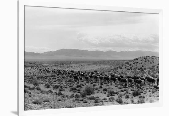 Cattle Drive through Desert-Hutchings, Selar S.-Framed Photographic Print