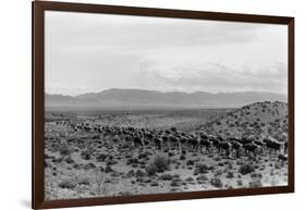 Cattle Drive through Desert-Hutchings, Selar S.-Framed Photographic Print