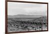 Cattle Drive through Desert-Hutchings, Selar S.-Framed Photographic Print