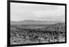 Cattle Drive through Desert-Hutchings, Selar S.-Framed Photographic Print