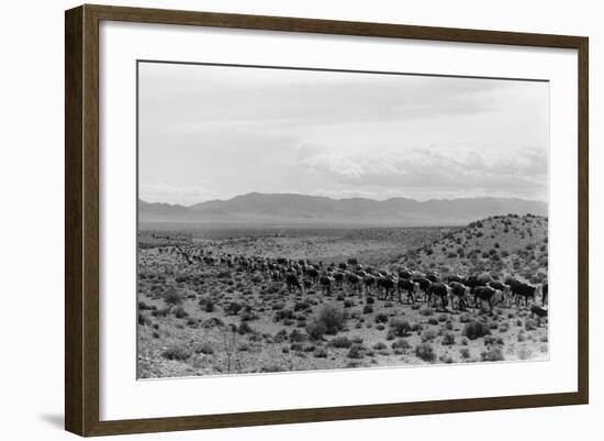 Cattle Drive through Desert-Hutchings, Selar S.-Framed Photographic Print