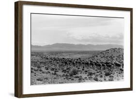 Cattle Drive through Desert-Hutchings, Selar S.-Framed Photographic Print