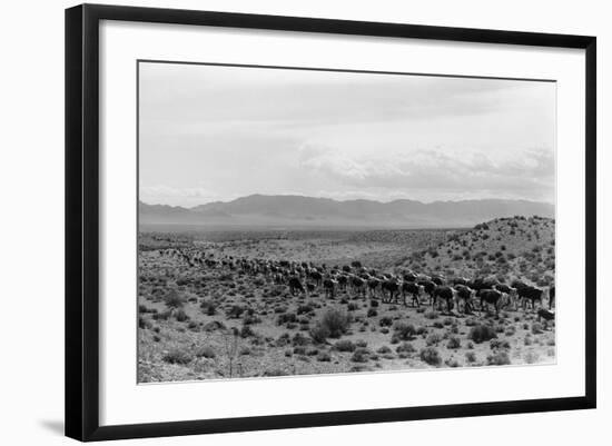 Cattle Drive through Desert-Hutchings, Selar S.-Framed Photographic Print