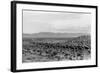Cattle Drive through Desert-Hutchings, Selar S.-Framed Photographic Print