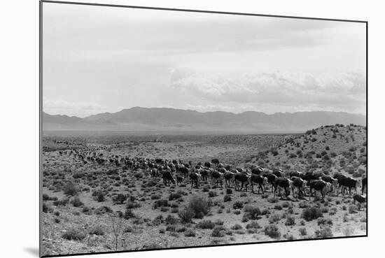 Cattle Drive through Desert-Hutchings, Selar S.-Mounted Photographic Print