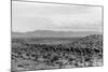 Cattle Drive through Desert-Hutchings, Selar S.-Mounted Photographic Print