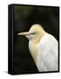 Cattle Egret (Ardea Ibis), North Queensland, Australia-David Wall-Framed Stretched Canvas