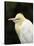 Cattle Egret (Ardea Ibis), North Queensland, Australia-David Wall-Stretched Canvas