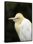 Cattle Egret (Ardea Ibis), North Queensland, Australia-David Wall-Framed Stretched Canvas