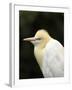 Cattle Egret (Ardea Ibis), North Queensland, Australia-David Wall-Framed Premium Photographic Print