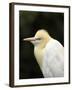 Cattle Egret (Ardea Ibis), North Queensland, Australia-David Wall-Framed Premium Photographic Print