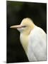 Cattle Egret (Ardea Ibis), North Queensland, Australia-David Wall-Mounted Premium Photographic Print