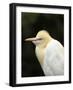 Cattle Egret (Ardea Ibis), North Queensland, Australia-David Wall-Framed Photographic Print