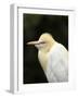 Cattle Egret (Ardea Ibis), North Queensland, Australia-David Wall-Framed Photographic Print