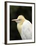 Cattle Egret (Ardea Ibis), North Queensland, Australia-David Wall-Framed Photographic Print