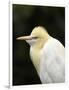 Cattle Egret (Ardea Ibis), North Queensland, Australia-David Wall-Framed Photographic Print