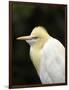 Cattle Egret (Ardea Ibis), North Queensland, Australia-David Wall-Framed Photographic Print