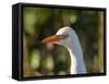 Cattle Egret (Head)-Robert Michaud-Framed Stretched Canvas