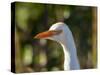 Cattle Egret (Head)-Robert Michaud-Stretched Canvas