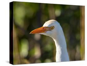 Cattle Egret (Head)-Robert Michaud-Stretched Canvas