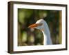 Cattle Egret (Head)-Robert Michaud-Framed Giclee Print