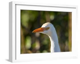 Cattle Egret (Head)-Robert Michaud-Framed Giclee Print