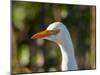 Cattle Egret (Head)-Robert Michaud-Mounted Giclee Print