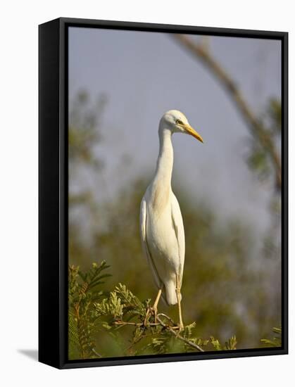 Cattle Egret, Kruger National Park, South Africa, Africa-James Hager-Framed Stretched Canvas