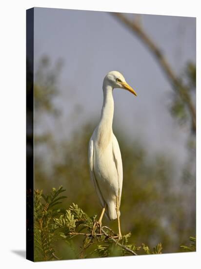 Cattle Egret, Kruger National Park, South Africa, Africa-James Hager-Stretched Canvas