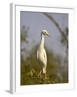 Cattle Egret, Kruger National Park, South Africa, Africa-James Hager-Framed Photographic Print