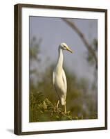 Cattle Egret, Kruger National Park, South Africa, Africa-James Hager-Framed Photographic Print