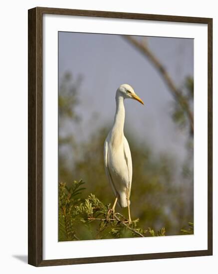 Cattle Egret, Kruger National Park, South Africa, Africa-James Hager-Framed Photographic Print