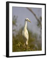 Cattle Egret, Kruger National Park, South Africa, Africa-James Hager-Framed Photographic Print