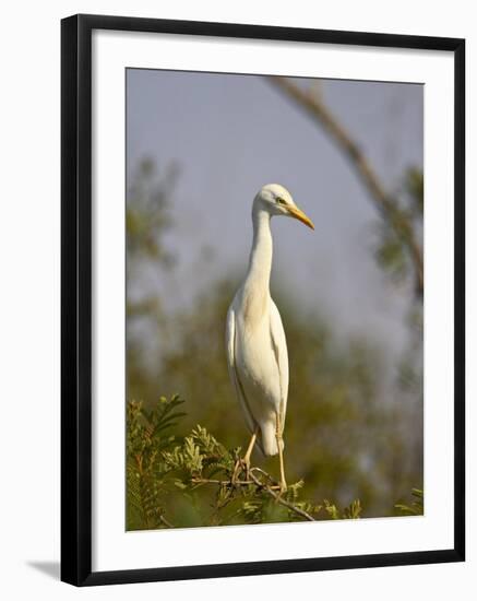 Cattle Egret, Kruger National Park, South Africa, Africa-James Hager-Framed Photographic Print