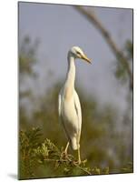 Cattle Egret, Kruger National Park, South Africa, Africa-James Hager-Mounted Photographic Print