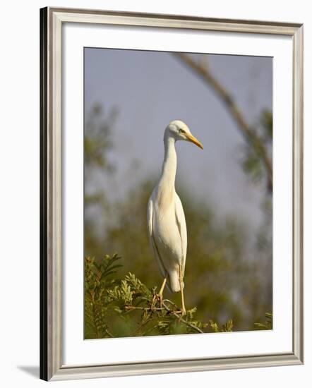 Cattle Egret, Kruger National Park, South Africa, Africa-James Hager-Framed Photographic Print