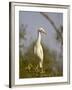 Cattle Egret, Kruger National Park, South Africa, Africa-James Hager-Framed Photographic Print