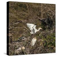 Cattle Egret with Chicks at Wakodahatchee Wetlands.-Richard T. Nowitz-Stretched Canvas