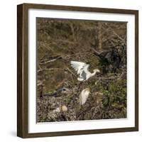 Cattle Egret with Chicks at Wakodahatchee Wetlands.-Richard T. Nowitz-Framed Photographic Print