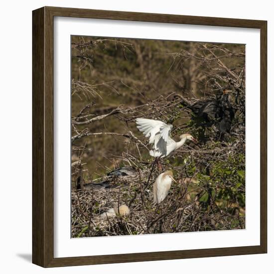 Cattle Egret with Chicks at Wakodahatchee Wetlands.-Richard T. Nowitz-Framed Photographic Print