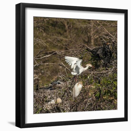 Cattle Egret with Chicks at Wakodahatchee Wetlands.-Richard T. Nowitz-Framed Photographic Print