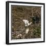 Cattle Egret with Chicks at Wakodahatchee Wetlands.-Richard T. Nowitz-Framed Photographic Print