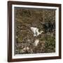 Cattle Egret with Chicks at Wakodahatchee Wetlands.-Richard T. Nowitz-Framed Photographic Print