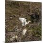 Cattle Egret with Chicks at Wakodahatchee Wetlands.-Richard T. Nowitz-Mounted Photographic Print