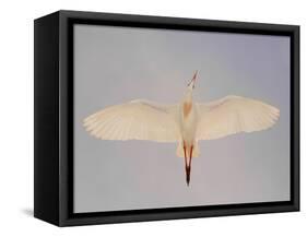 Cattle egret-Arthur Morris-Framed Stretched Canvas