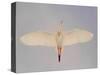 Cattle egret-Arthur Morris-Stretched Canvas