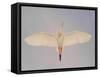 Cattle egret-Arthur Morris-Framed Stretched Canvas