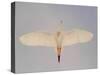 Cattle egret-Arthur Morris-Stretched Canvas