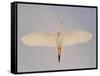 Cattle egret-Arthur Morris-Framed Stretched Canvas